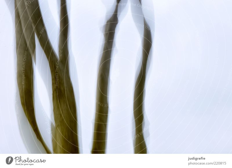 Book Environment Nature Plant Sky Tree Movement Growth Esthetic Cold Wild Life Change Beech tree Tree trunk Bleak Colour photo Exterior shot Deserted