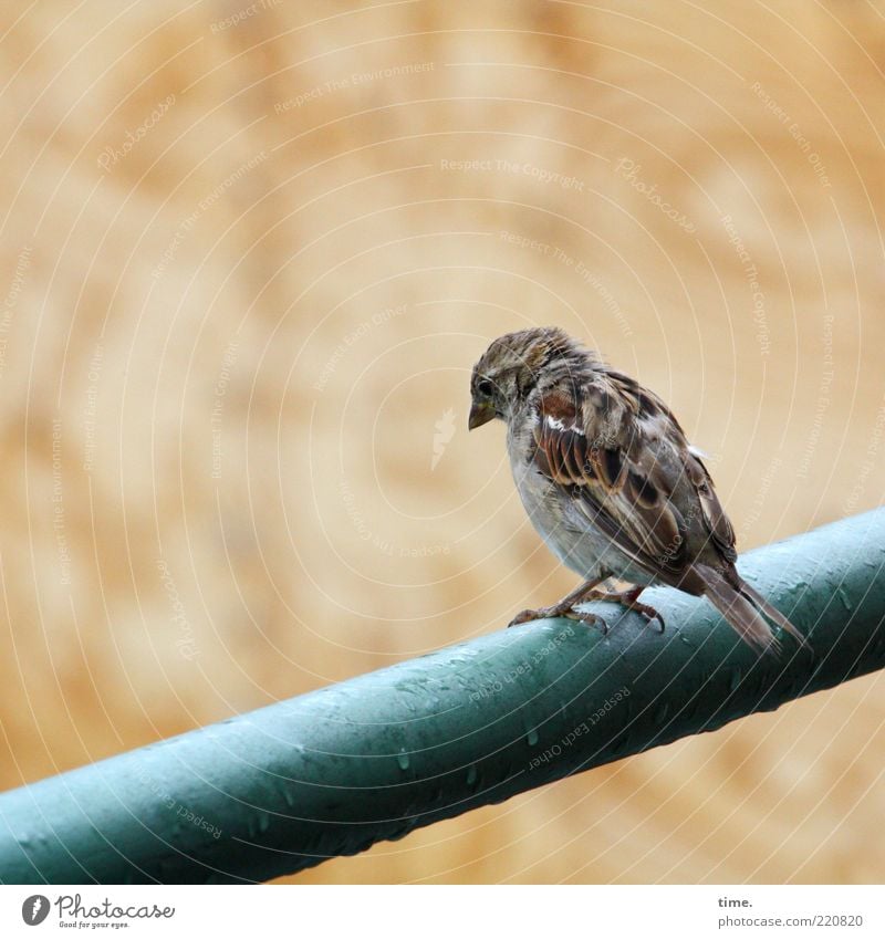 The Blues Principle Animal Bird Sit Sadness Wet Loneliness Rod Damp Meditative Drops of water Rain Weather Precipitation Tousled Feather Plumed Beak Claw