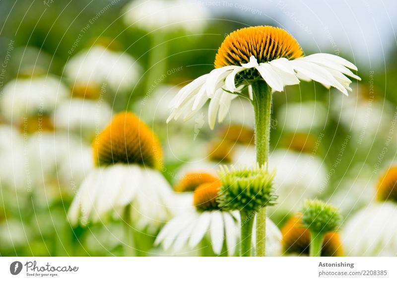 flowers Environment Nature Landscape Plant Air Sky Summer Weather Beautiful weather Grass Leaf Blossom Meadow Blue Yellow Green White Stalk magarite Flowerbed