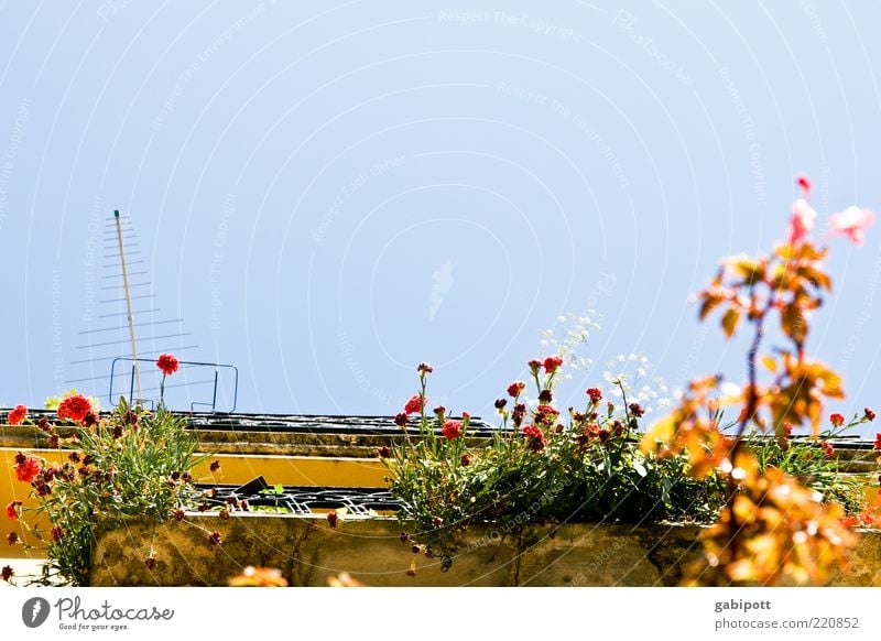 Summer in front of balcony Nature Cloudless sky Sun Beautiful weather Plant Flower Leaf Blossom Foliage plant Pot plant Lisbon House (Residential Structure)