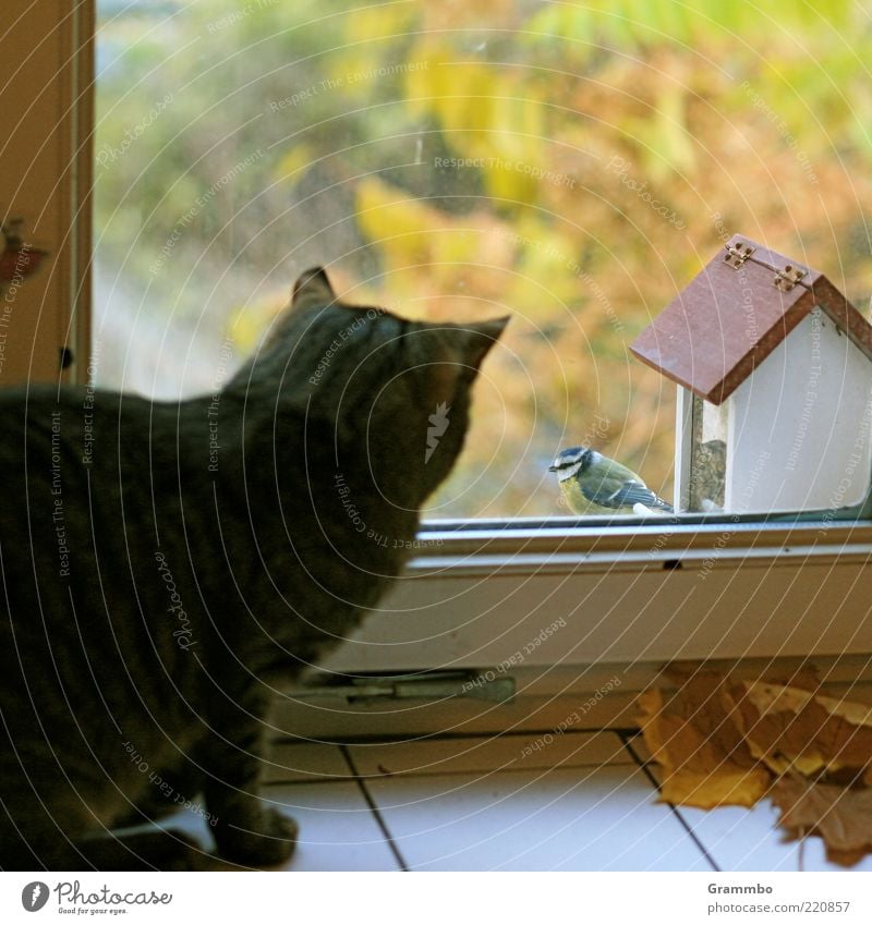 smalltalk Pet Cat Bird 2 Animal Observe Looking Birdhouse Window Curiosity Tit mouse Far-off places Brash Recklessness Colour photo Day View from a window