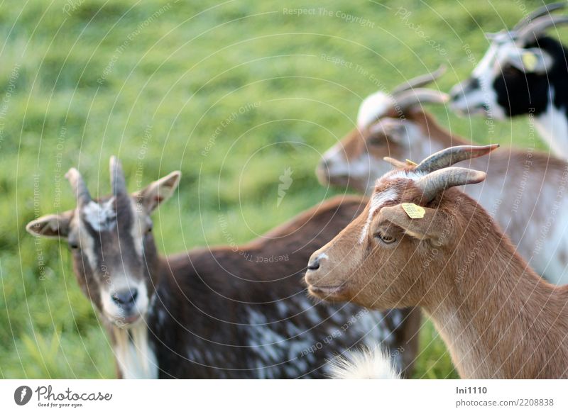 goat Pet Farm animal Goats 4 Animal Group of animals Friendliness Beautiful Brown Gray Green Black White Goatskin Antlers Shaft of light Dream Watchfulness