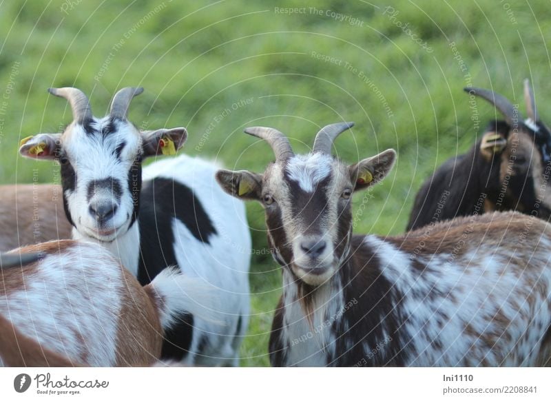 goat Pet Farm animal Goats Group of animals Pair of animals Friendliness Beautiful Brown Gray Green Black White Joie de vivre (Vitality) Love of animals