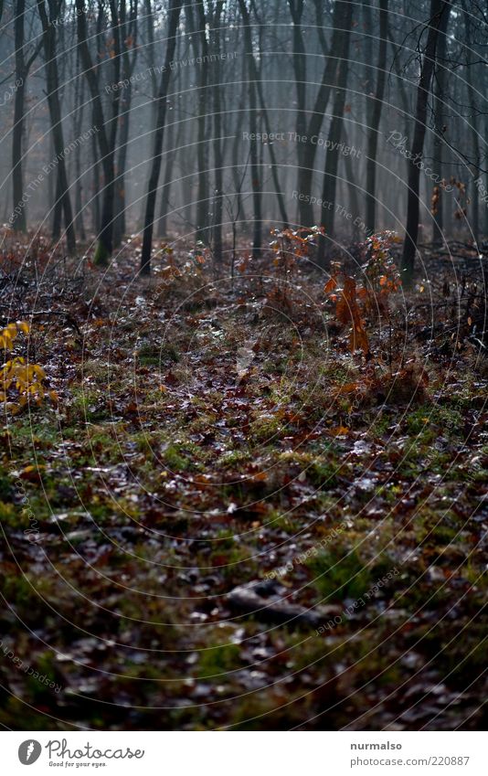 this morning Environment Nature Landscape Plant Wild plant Forest Breathe Glittering Cold Natural Gloomy Moody Sustainability Stagnating Sadness Autumn leaves