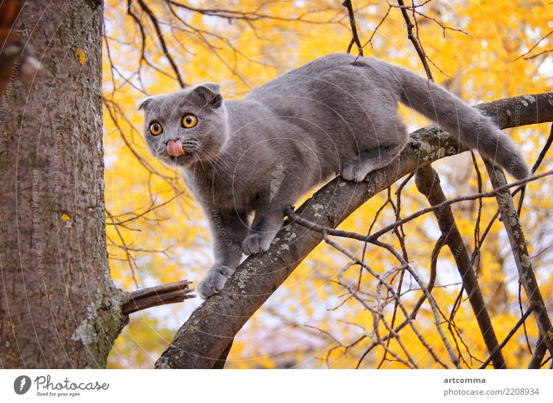 Scottish fold cat gray portrait cute domestic nature kitten animal fur curiosity young british folded scottish pets sweet tail adult moving meowing purr