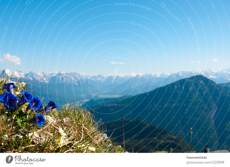 mountain idyll Far-off places Freedom Mountain Nature Landscape Plant Spring Summer Flower Grass Alps Peak Blue Bavaria Gentian plants Upper Bavaria