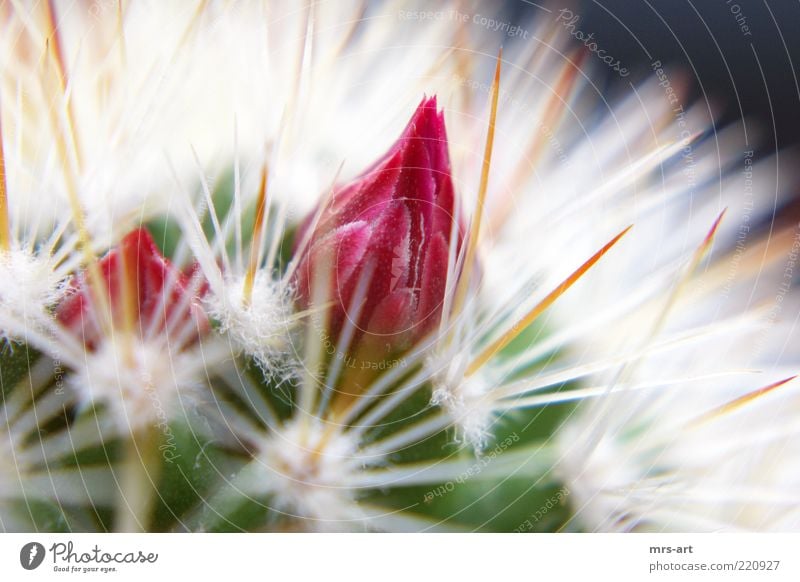 dangerous beauty Nature Plant Cactus Blossom Fragrance Point Thorny Dry Pink Red carnation Angiosperm CARYOPHYLLIDAE Robust Cactus flower Colour photo