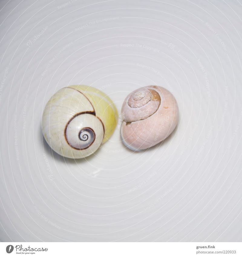 twosome Seafood Elegant Animal Wild animal Dead animal Snail 2 Line Esthetic Authentic Near Yellow Pink White Exotic Pure Circle Housing Spiral Marine animal