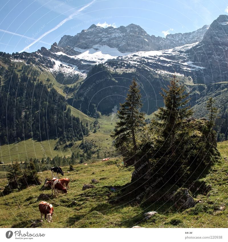 Beef in paradise Sky Summer Snow Tree Alpine pasture Meadow Alps Mountain Chalk alps Karwendelgebirge maple soil Snowcapped peak Farm animal Cow