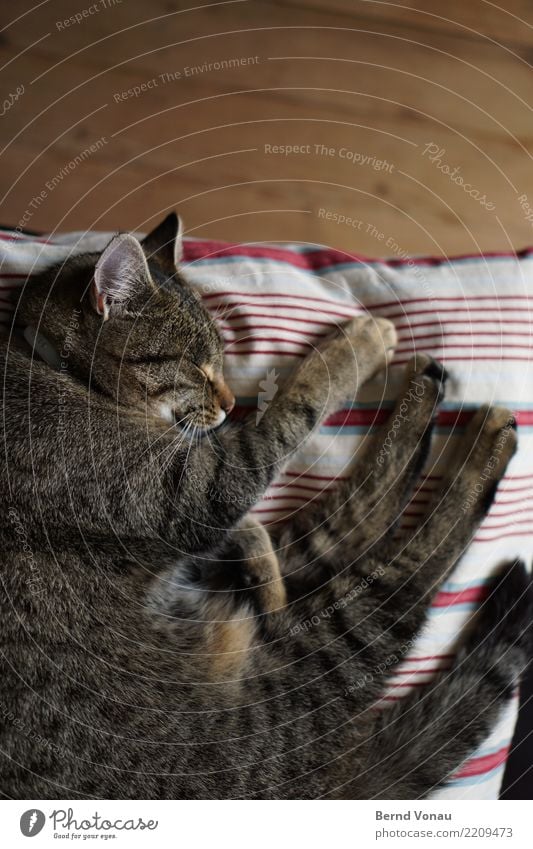 Brown tabby cat sleeping on a pillow Animal Pet Cat 1 Beautiful Tiger skin pattern Paw Cushion Wooden floor Living or residing Idyll Peaceful Sleep Break