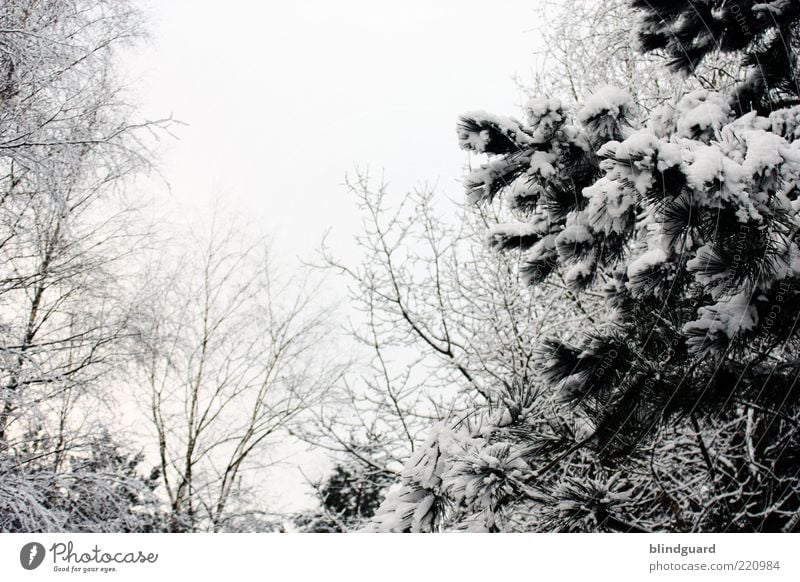 White Christmas 2010? Winter Snow Nature Plant Sky Cloudless sky Tree Forest Wood Cold Beautiful Gloomy Black Colour photo Deserted Day Contrast Winter forest