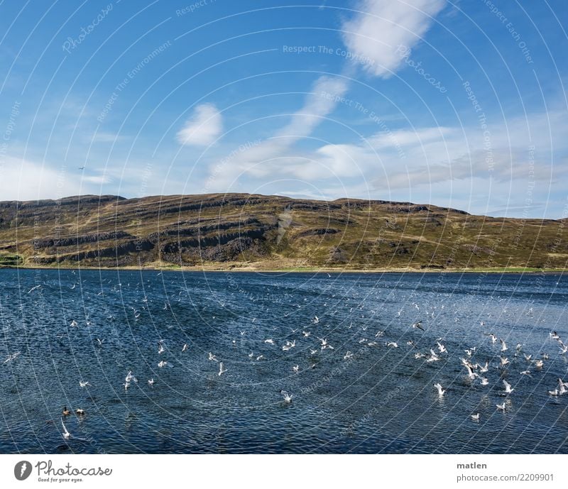 breakfast buffet Nature Landscape Plant Sky Clouds Spring Beautiful weather Grass Mountain Fjord Ocean Flying To feed Hunting Natural Blue Brown Yellow White