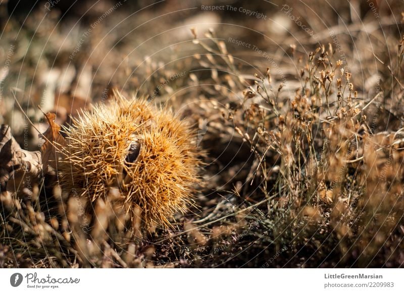 Protective Food Chestnut Chestnut tree Nutrition Nature Plant Earth Autumn Thorny Dry Protection Ground Point Seasons Harvest Sweet chestnut Winter Colour photo