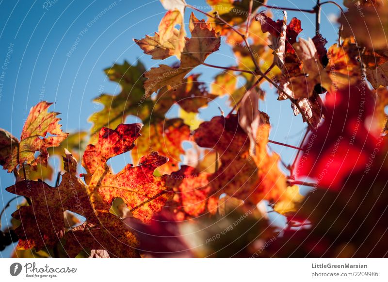 50 Shades of Red [3] Beverage Wine Environment Nature Sun Sunlight Autumn Plant Leaf Vine Blue Multicoloured Yellow Gold Green Orange Beautiful Sky Sky blue