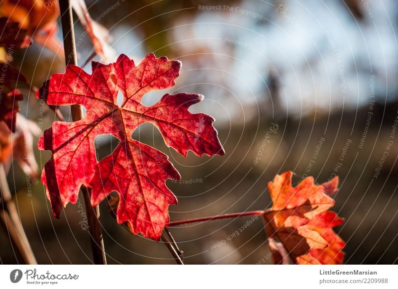 50 Shades of Red [1] Nature Sun Sunlight Autumn Beautiful weather Plant Leaf Vine Gold Orange Wine growing Winegrower Wine cellar Winery October Harvest Edge