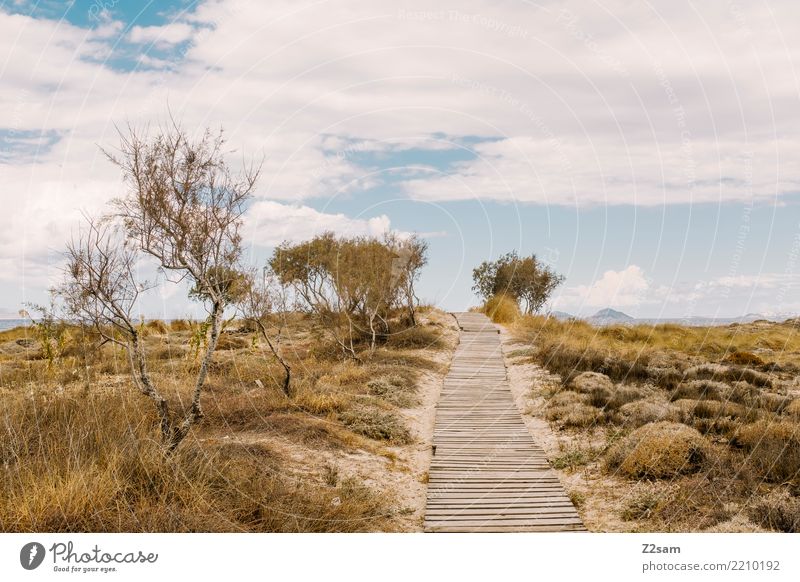 Dune in Kos Ocean Environment Nature Landscape Sky Clouds Summer Beautiful weather Coast Island Blue Green Calm Relaxation Colour Leisure and hobbies Idyll