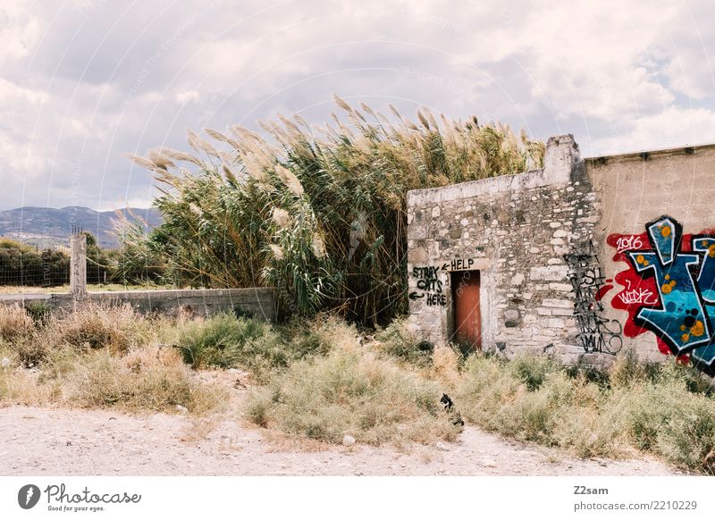 hangover Nature Landscape Sky Clouds Summer Wind Bushes Common Reed Building Cat Old Broken Trashy Calm Loneliness Idyll Environment Greece Kos Ruin Island