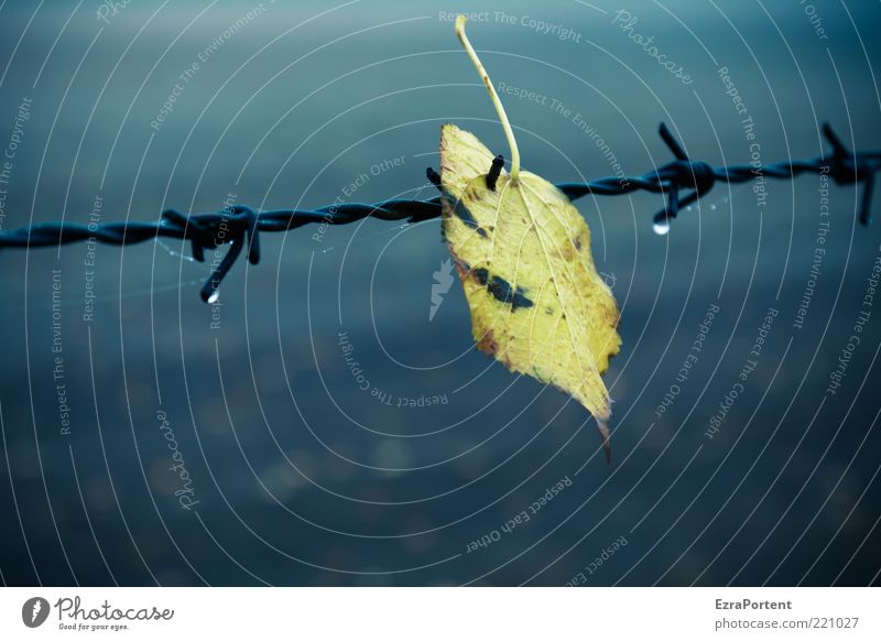 trapped leaf Environment Nature Plant Drops of water Autumn Climate Weather Bad weather Fog Rain Leaf Field Metal Steel Dark Cold Blue Yellow Black Loneliness