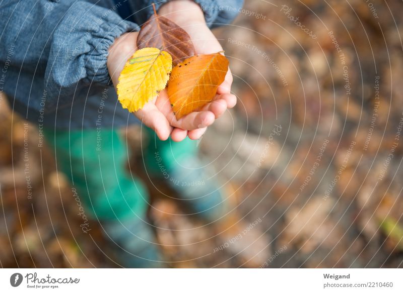 Three VII Contentment Senses Calm Meditation Fragrance Kindergarten Child Toddler Infancy Hand 1 Human being To hold on Dream Curiosity Brown Yellow Peaceful