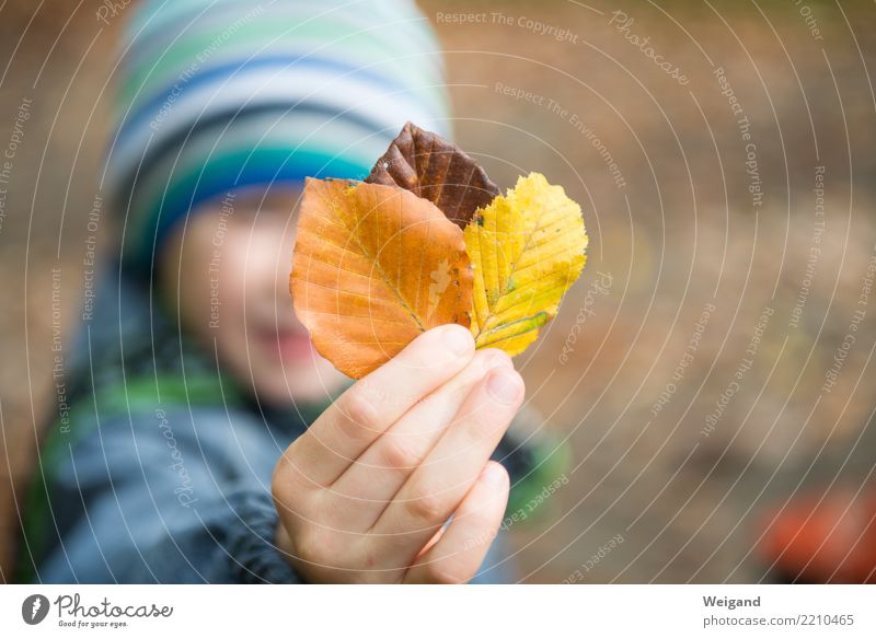 Three IV Contentment Senses Fragrance Child Boy (child) Infancy 1 Human being Select Dream Sadness Firm Brown Multicoloured Yellow Altruism Humanity Solidarity