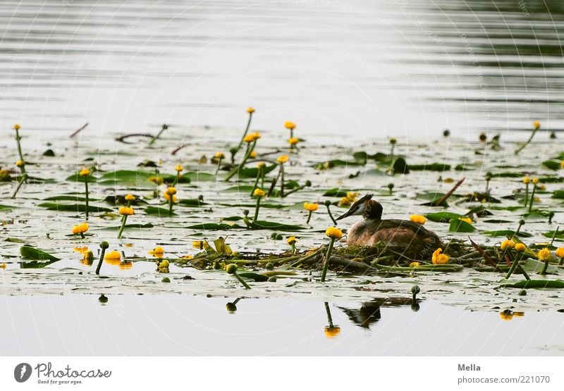 Next spring will come for sure Environment Nature Landscape Plant Animal Water Spring Wild plant Water lily Water lily pond Pond Lake Wild animal Bird