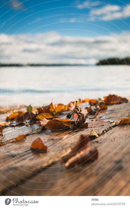 leafs, lake, love Mountain Hiking Environment Nature Clouds Sun Beautiful weather Leaf Lakeside To enjoy Blue Brown Yellow Gold Orange Lake Starnberg Autumn