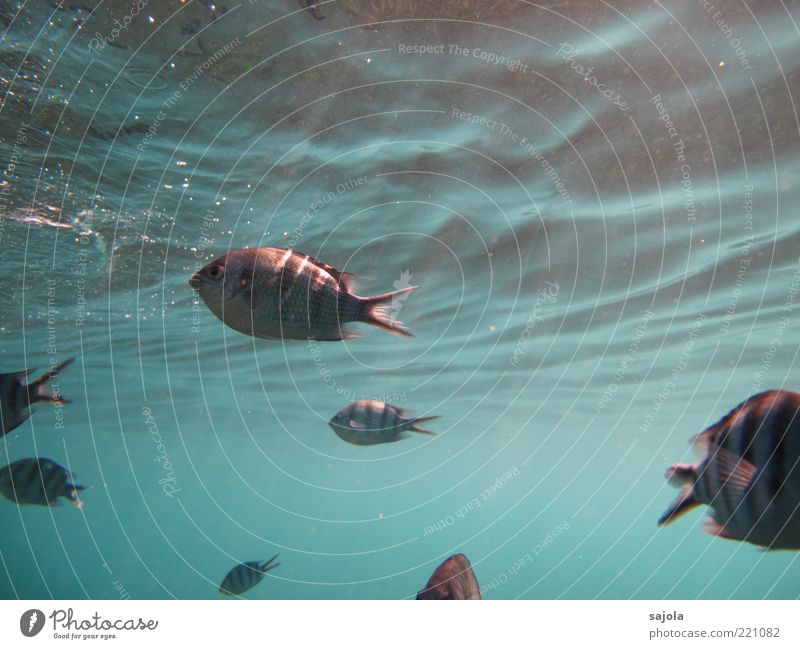 tickled by the sun's rays Environment Nature Animal Water Ocean Wild animal Fish Group of animals Flock Blue Waves Striped Colour photo Underwater photo