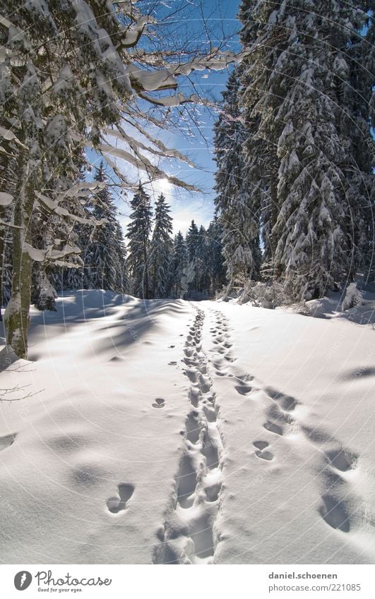 towards winter Vacation & Travel Tourism Trip Winter Snow Winter vacation Mountain Hiking Climate Beautiful weather Ice Frost Forest Footprint Bright Blue White