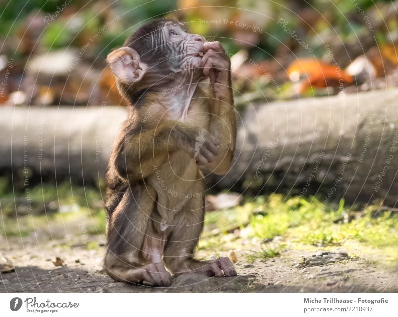 Curious Monkey Baby Nature Animal Sun Sunlight Beautiful weather Plant Tree Grass Leaf Forest Wild animal Animal face Pelt Paw Monkeys Barbary ape Young monkey