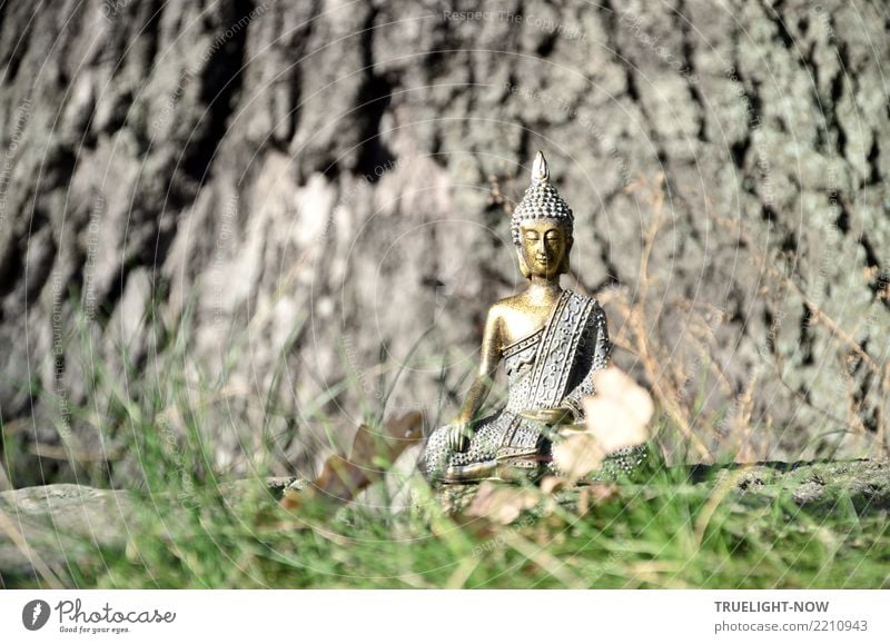 Golden Buddha meditating at the foot of an oak tree Lifestyle Happy Healthy Health care Alternative medicine Wellness Harmonious Well-being Relaxation Calm