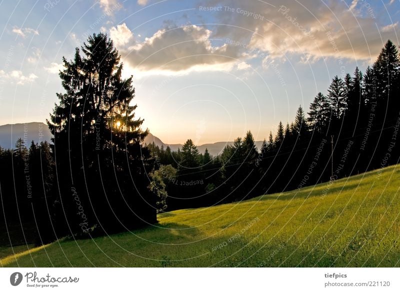 allgäu. Environment Nature Landscape Plant Sky Clouds Tree Alps Mountain Beautiful Blue Green Allgäu Allgäu Alps Mountain meadow Meadow Sunset Spruce Back-light