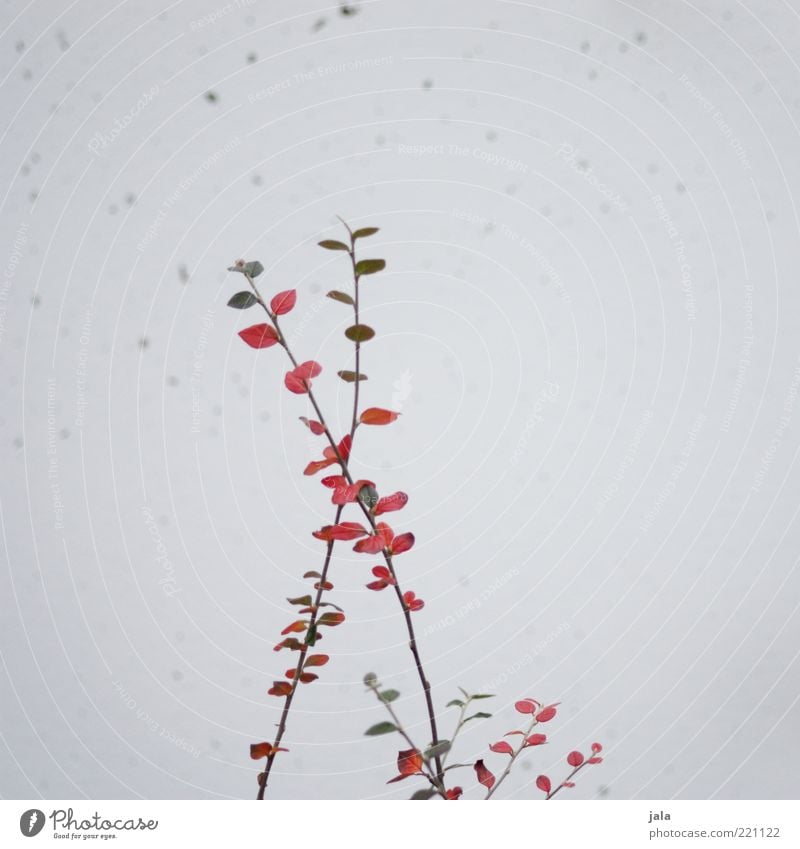 ramified Plant Bushes Leaf Facade Gray Green Red Twigs and branches Branched Colour photo Exterior shot Deserted Copy Space right Neutral Background Day