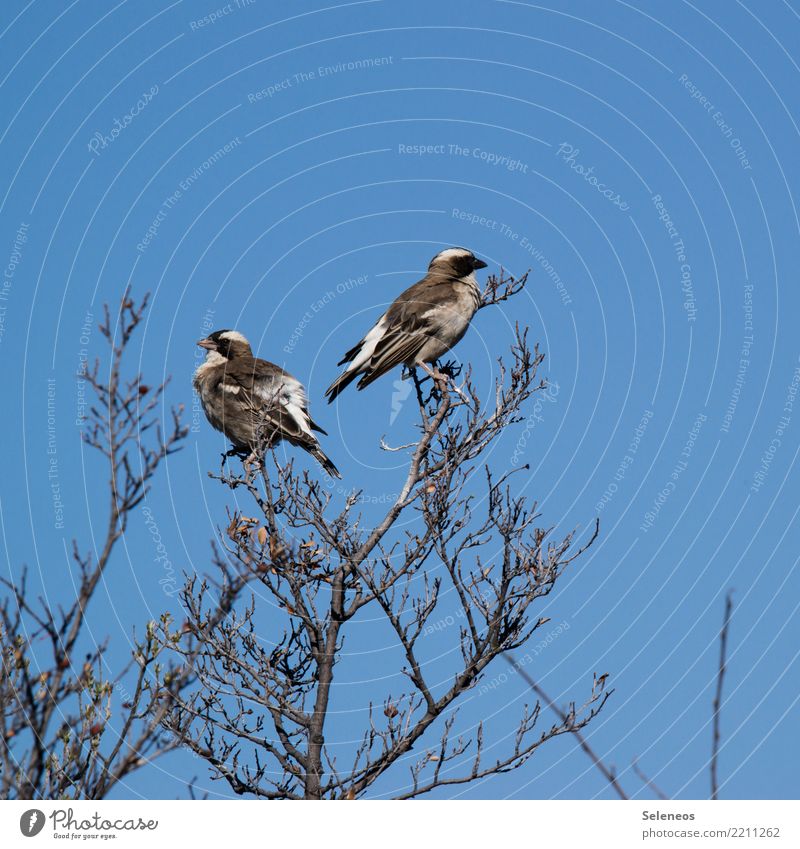 in pairs Bird Sparrow Tree Ornithology Nature Animal Feather Small Brown Beak Exterior shot Cute Wild animal Environment Colour photo Animal portrait Branch