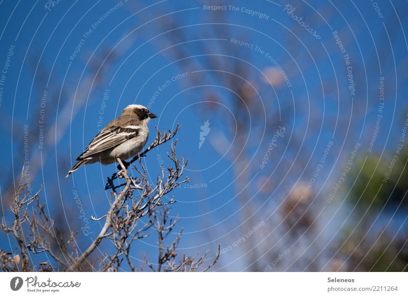 White-browed Quelea Trip Far-off places Freedom Tree Branch Treetop Garden Park Animal Wild animal Bird weaver bird 1 Observe Natural Ornithology Colour photo