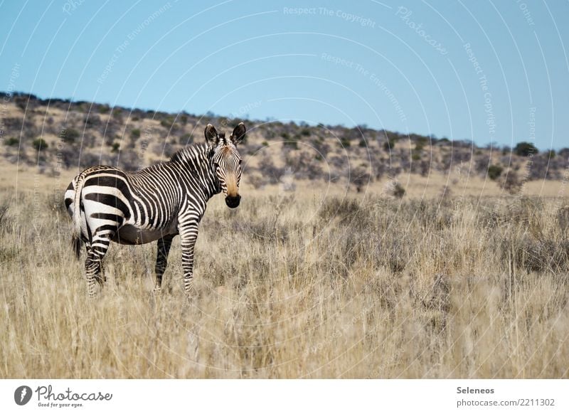 Mountain zebra Zebra Wild Safari South Africa Wild animal Animal portrait Nature Exterior shot Vacation & Travel Freedom Far-off places Trip Tourism Adventure