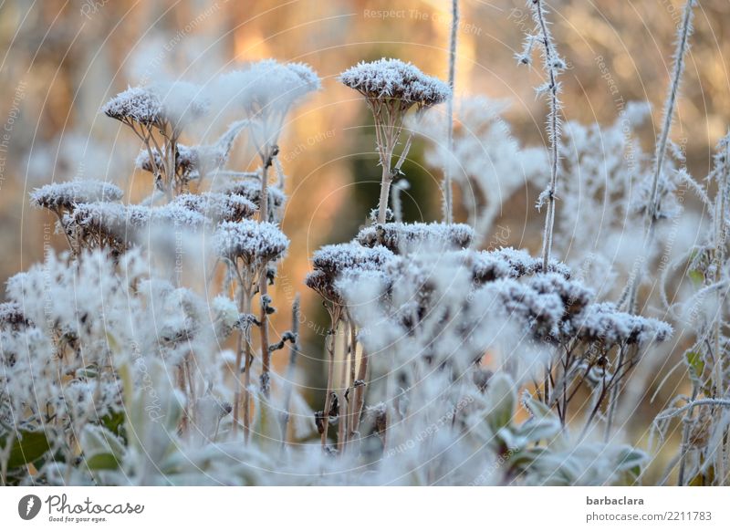 Father Frost was there. Nature Plant Sun Winter Ice Snow Bushes Garden Cold Moody Climate Environment Colour photo Subdued colour Exterior shot Abstract Pattern