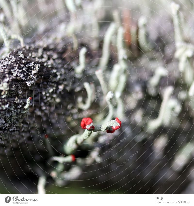 tiny fruiting bodies ... Environment Nature Plant Autumn Beautiful weather Lichen columnar lichen fruiting body Forest Black Forest Growth Exceptional