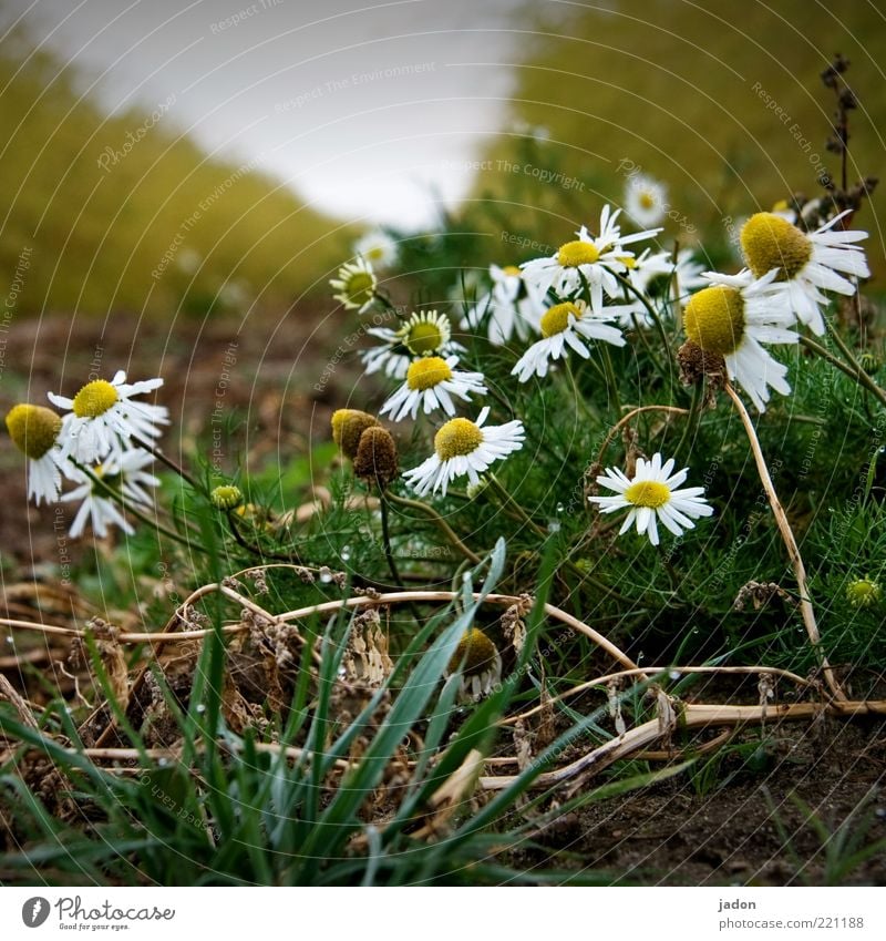 kamille grazie. Herbs and spices Organic produce Fragrance Nature Plant Field Healthy Chamomile Medicinal plant Earth salutary Close-up Morning