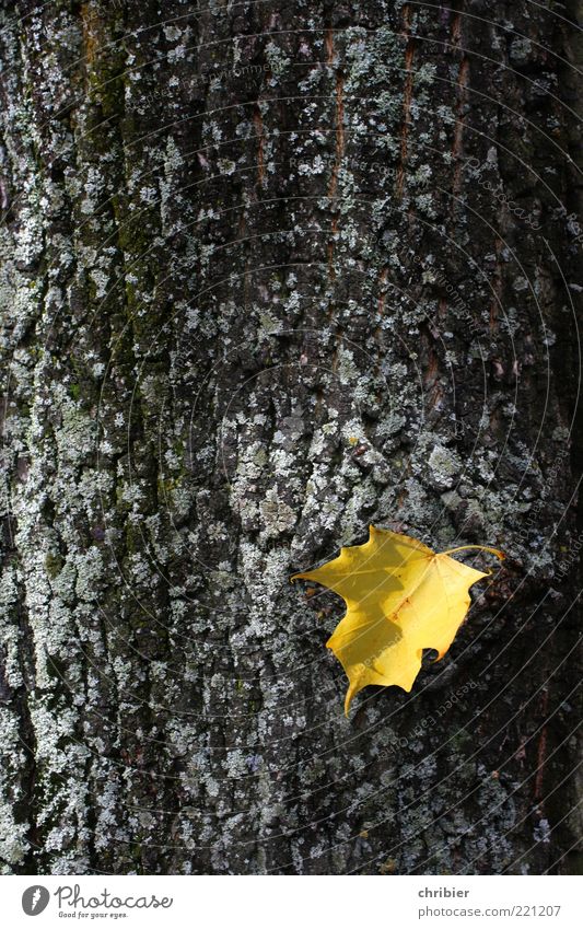 gold leaf Nature Plant Autumn Tree Leaf Autumn leaves Autumnal colours Early fall Old Hang Faded To dry up Gold Close-up Contrast Tree trunk Tree bark 1