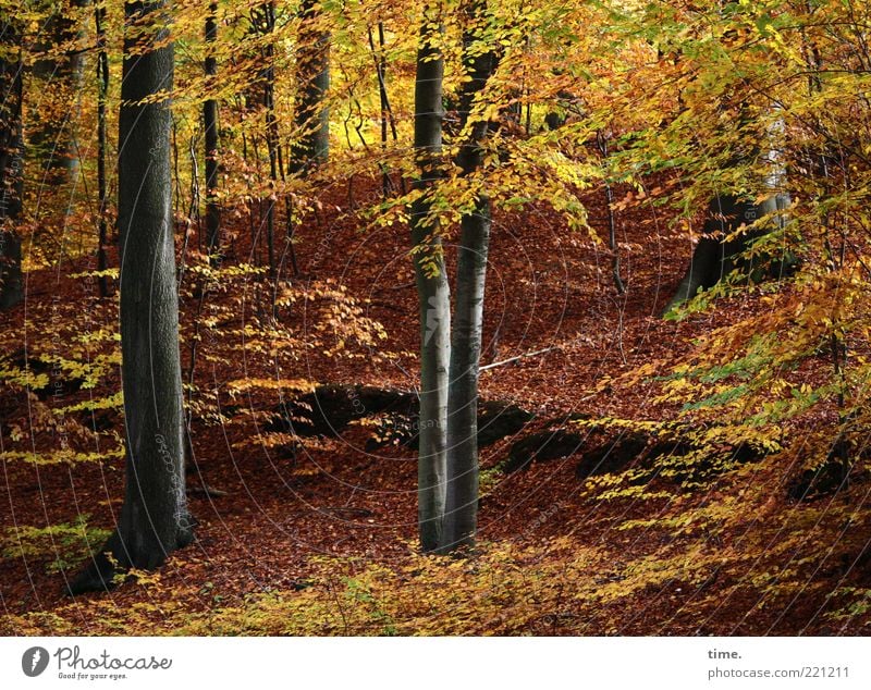 The stag is shy today and does not come Autumn Yellow Tree Leaf Branch Exterior shot Muddled Deserted Colour photo Dynamics Illuminate Diagonal Upward Beautiful