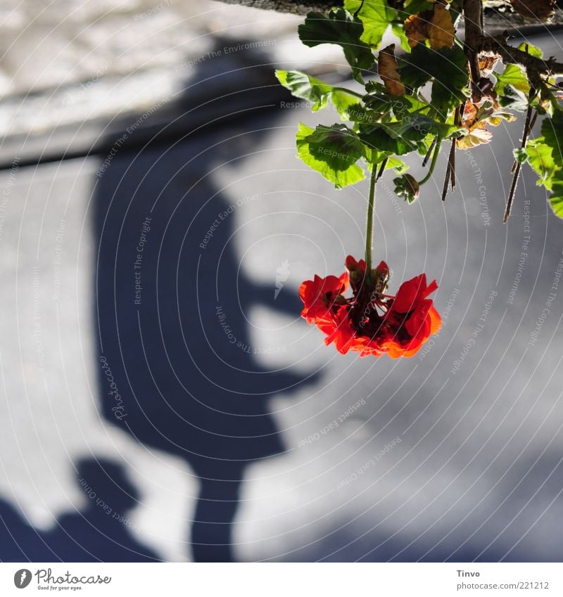 mirror world Plant Flower Gray Green Red Emotions Sadness Longing Hope Calm Reflection Mysterious Geranium Suspended Colour photo Exterior shot Day Light Shadow