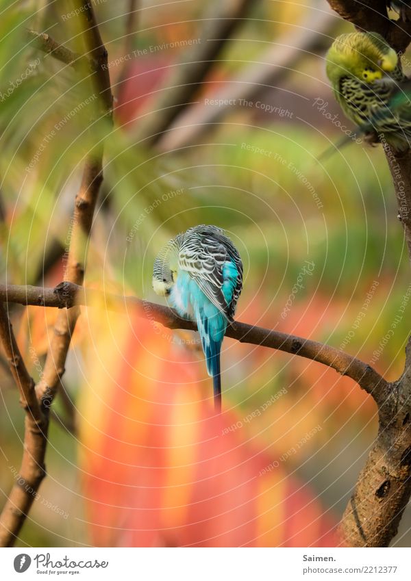 Blauer Wellensittich Vogel Baum Ast Tier Lebewesen Tierwelt bunt putzen reinigen sich säubern Vögel