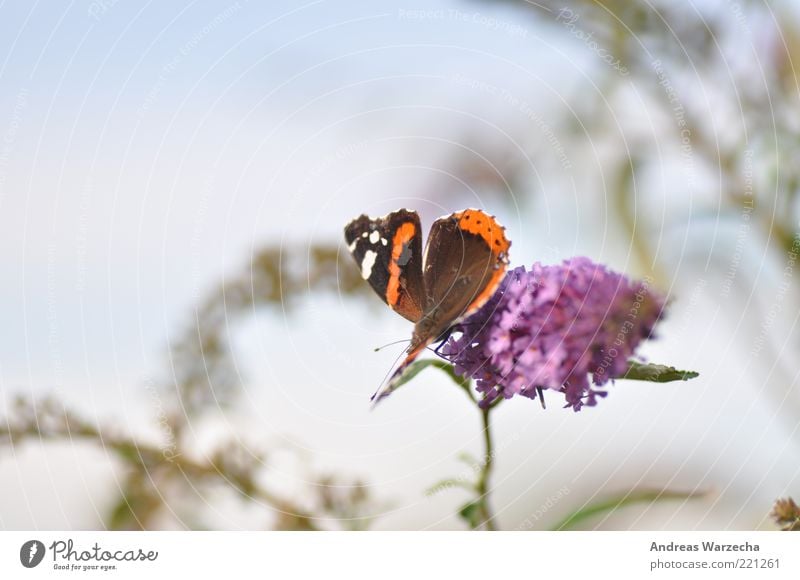 Last summer I Nature Plant Animal Summer Beautiful weather Blossom Wild plant Wild animal Butterfly 1 Flower Blossoming Fragrance To feed Wait Elegant Free