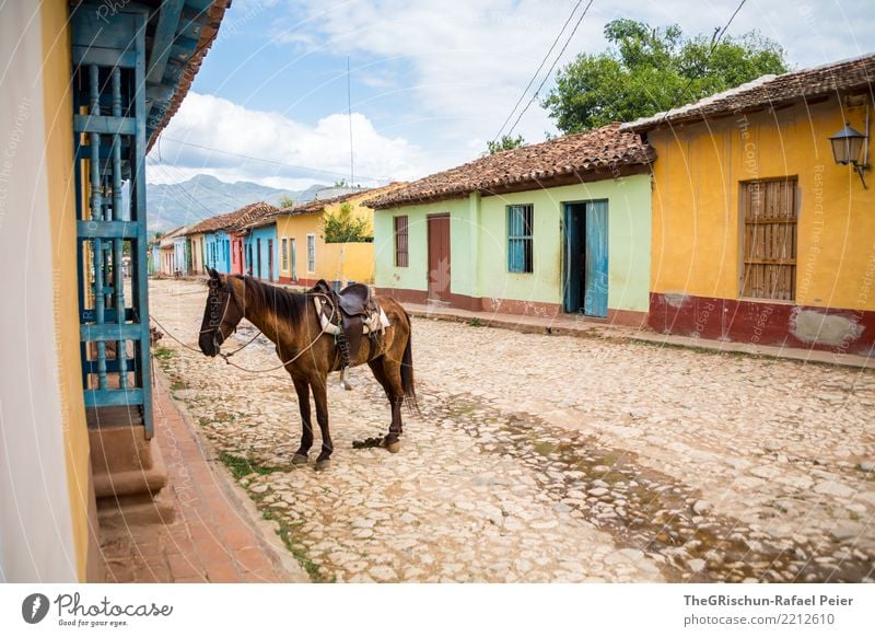 Trinidad Animal Farm animal 1 Blue Brown Multicoloured Yellow Green Paving stone Street Trinidade Cuba Travel photography Horse Ride Clouds Break Wait