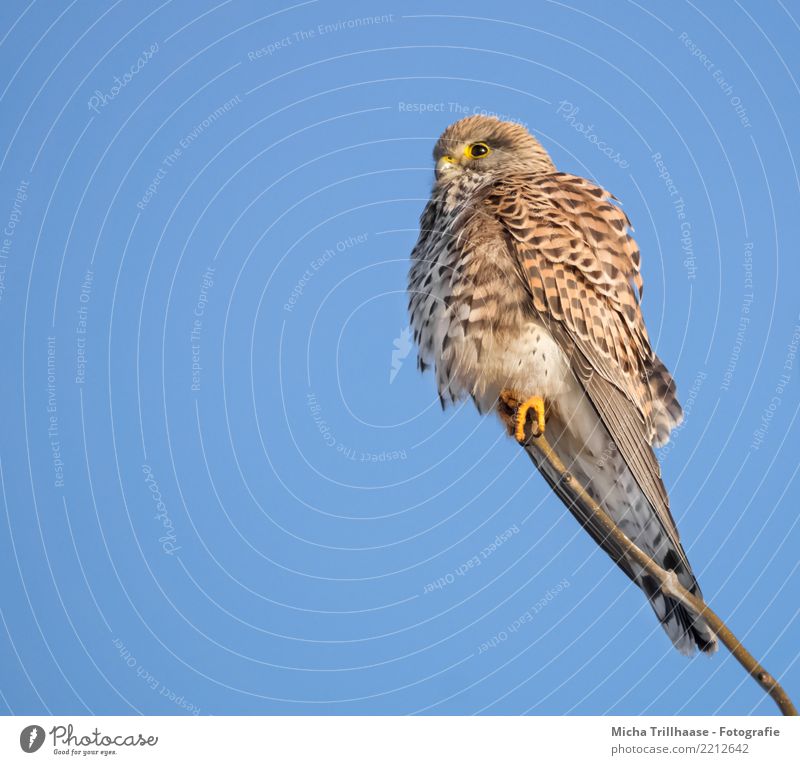 Kestrel Portrait Environment Nature Animal Sky Cloudless sky Sun Sunlight Beautiful weather Tree Bird Animal face Wing Claw Falcon Bird of prey Eyes 1 Observe