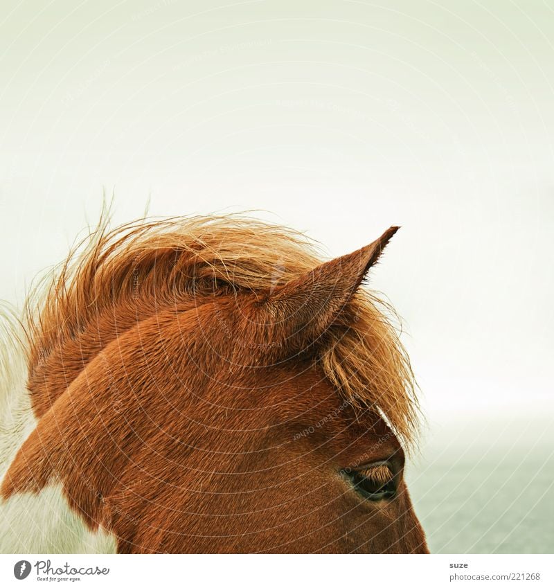 section Beautiful Nature Animal Sky Wind Farm animal Wild animal Horse Stand Wait Esthetic Natural Moody Mane Iceland Pony Head Pinto Ear Colour photo