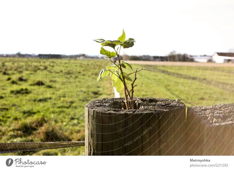 New Life Beautiful weather Plant Bushes Wild plant Field Wooden stake Growth Power Willpower Colour photo Exterior shot Detail Day Shadow Sunlight