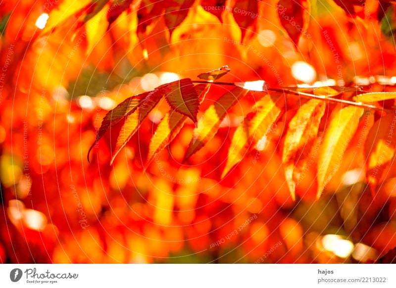 autumn ash leaves Beautiful Nature Plant Autumn Tree Leaf Bright Warmth Yellow Red Ash-tree Splendid Autumnal Twig Seasons discoloured colored Colour