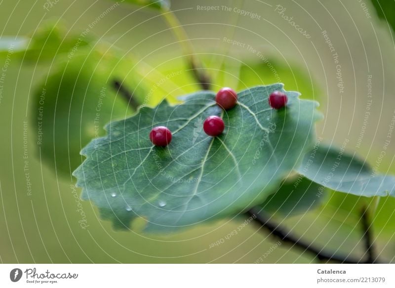 Pimple, gall wasp eggs on a leaf Nature Plant Summer Tree Leaf Forest Pests gall mite To dry up Growth Brown Green Red Illness Parasitic Design Colour