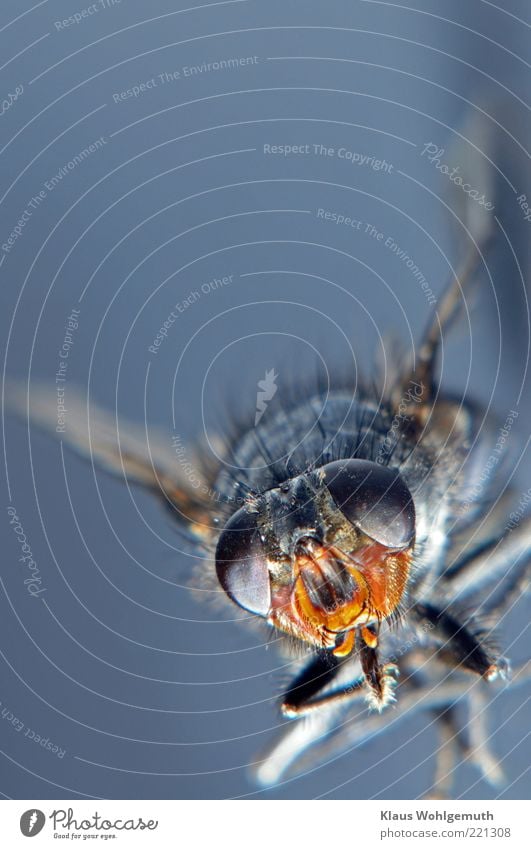 Portrait of a dried house fly Environment Nature Animal Summer Fly Dead animal 1 Lie Blue Yellow Black Colour photo Studio shot Close-up